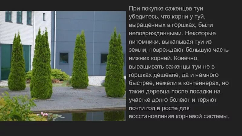 Смарагд бунин. Корни туи смарагд. корневая система туи смарагд. высота туи смарагд максимальная. туя смарагд 10 лет высота.
