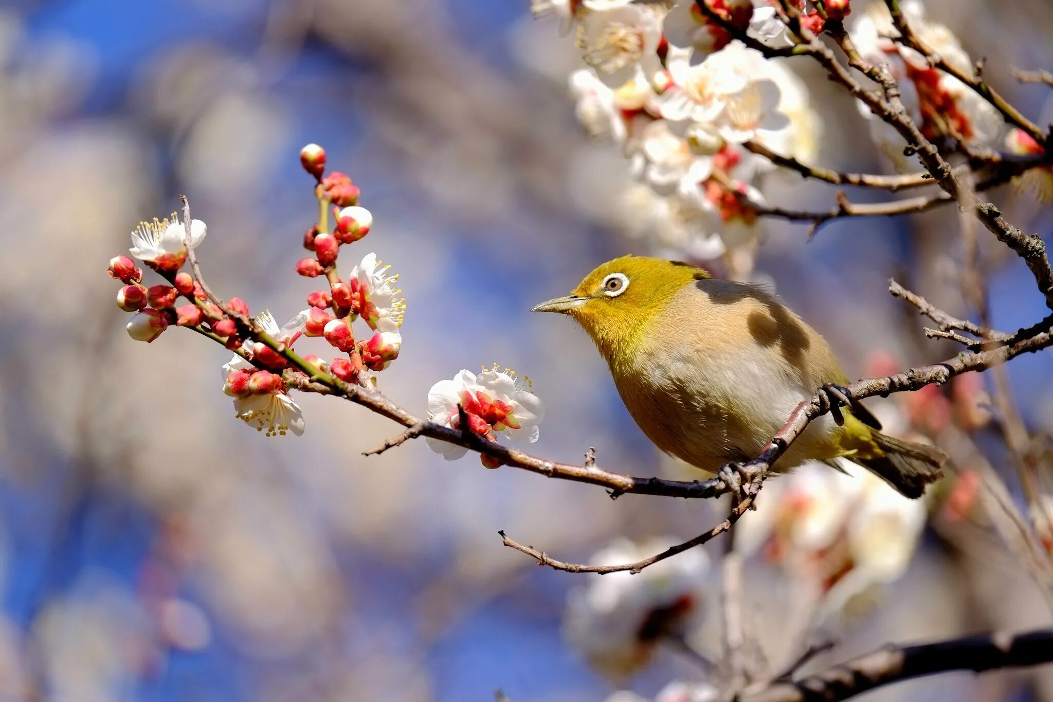 Птица предвестник весны. Птицы весной. Весенние птички.