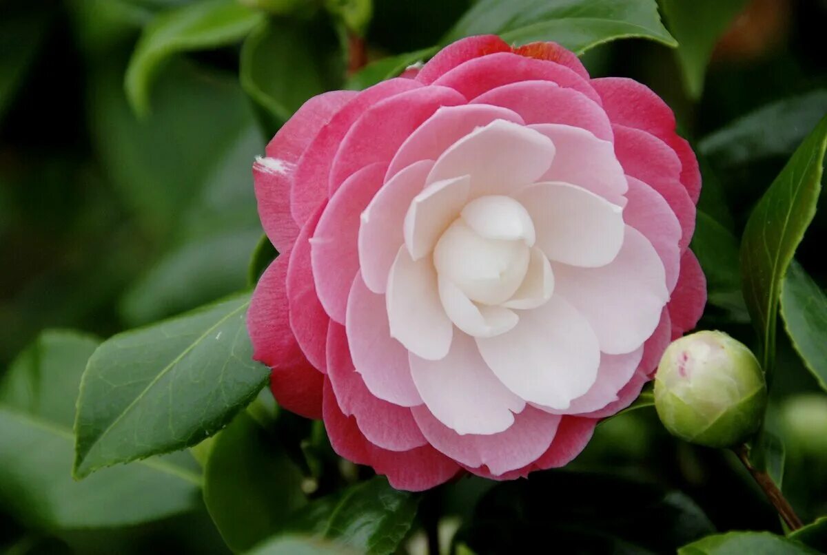 Камелия см. Камелия Camellia japonica. Миддлберийская розовая Камелия. Миддлемист цветок.