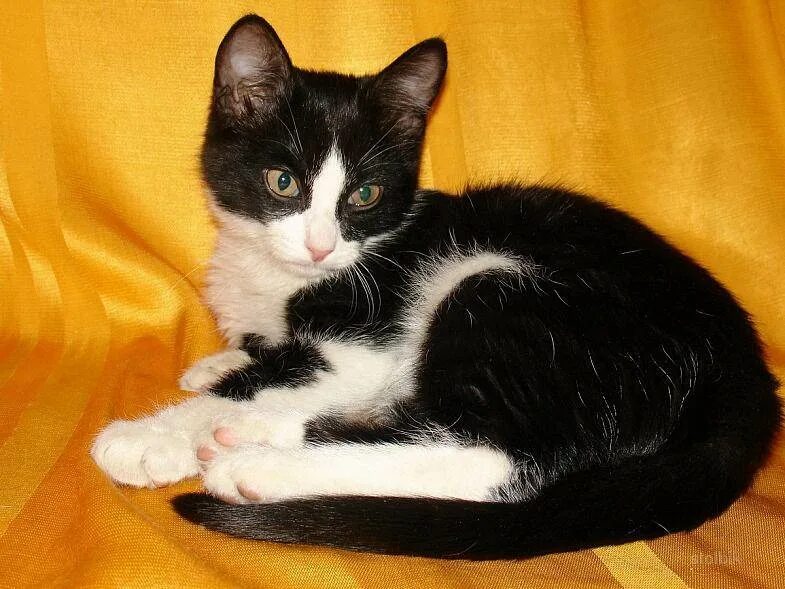 Сибирская биколор короткошерстная. Котенок черно-белый. Черный и белый котенок. Кот с черно белым окрасом. Кошка черная с рыжими пятнами порода