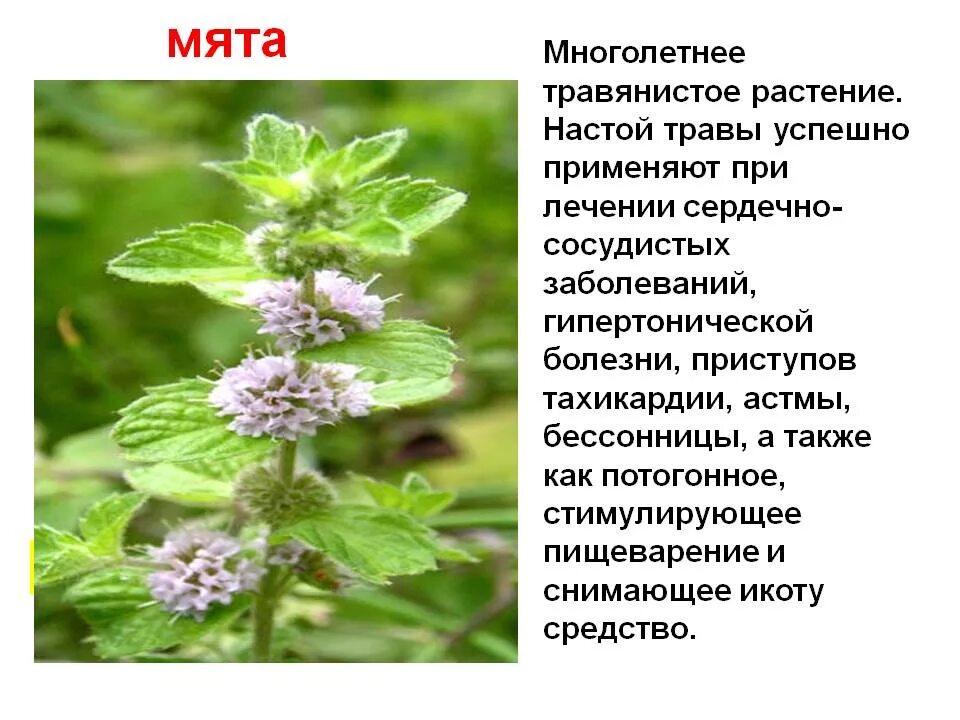 Мята перечная эффекты. Лекарственные травы мята перечная. мята перечная травник. мята перечная строение. мята перечная лекарственное растение.