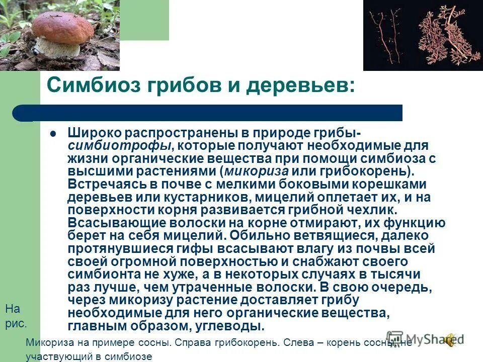 Сообщение значение грибов в природе. Грибы симбиотрофы. Грибы симбиотрофы примеры. Разнообразие грибов в природе. Биологическое разнообразие грибов.