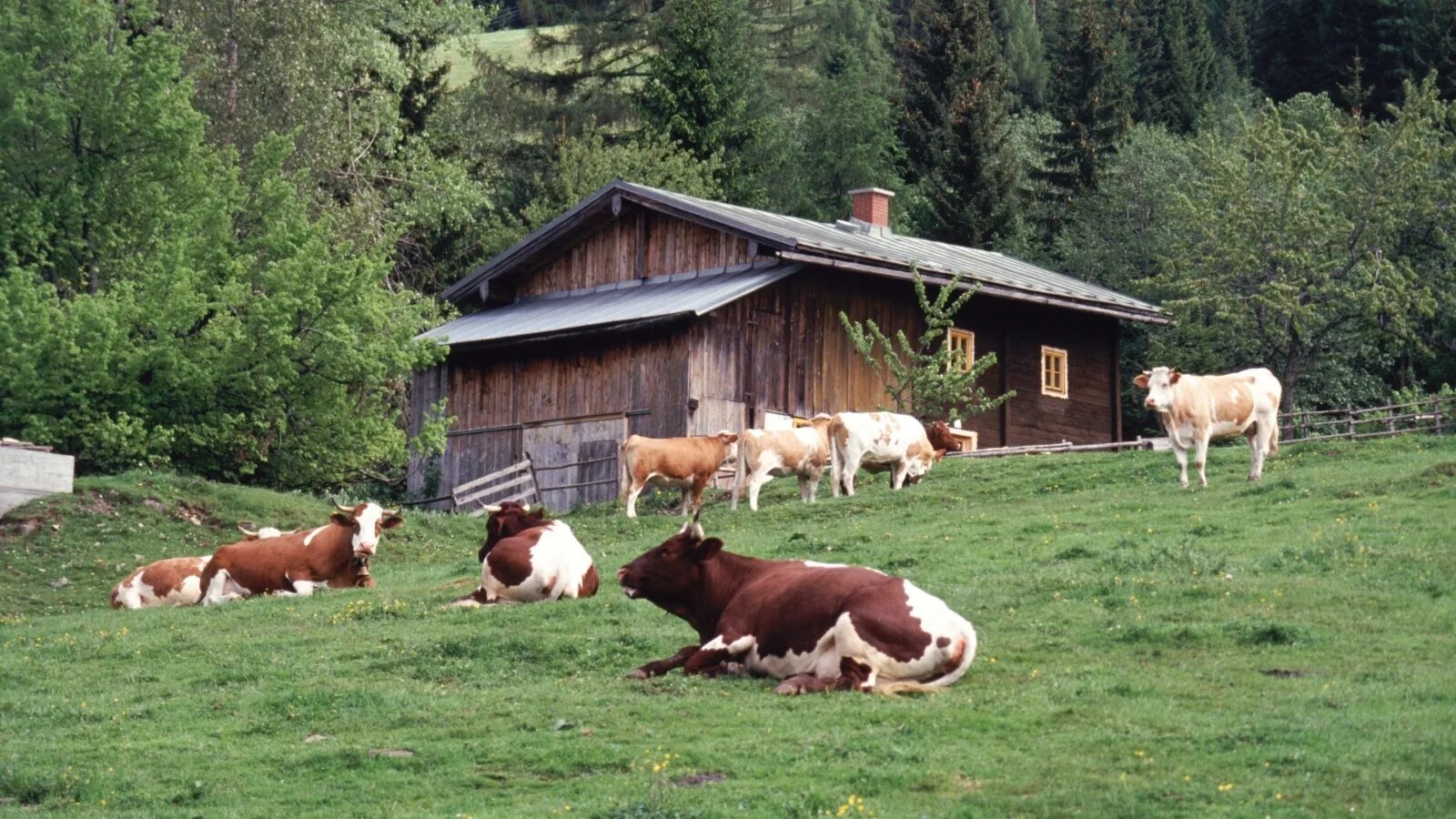 Фермерское хозяйство с. Крестьянско-фермерское хозяйство "а. Фермерское хозяйство. Работники сельского хозяйства. Сельское хозяйство фермерство.
