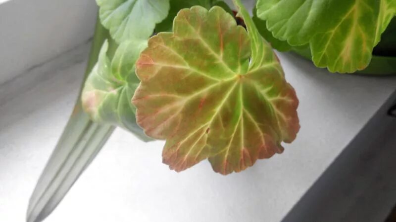 Пеларгония коричнево-зеленые листья. Герань белая ржавчина. Пеларгония листья снизу краснеют. Пеларгония зональная лист снизу.