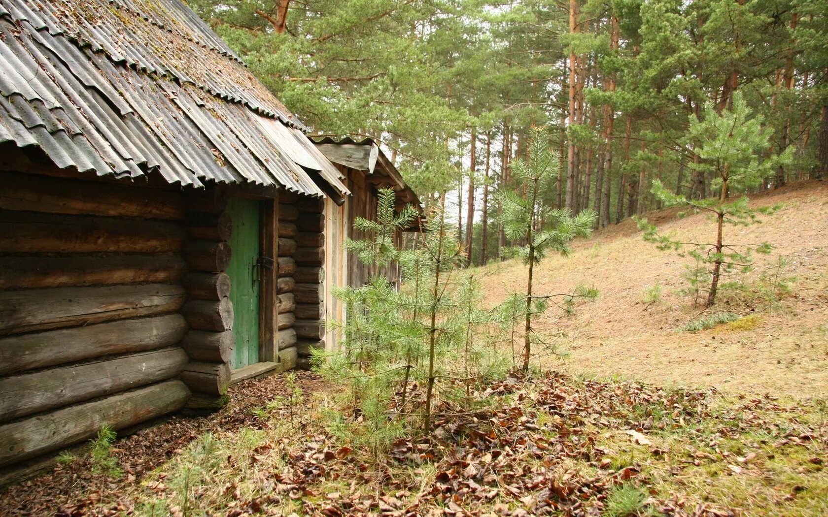 Другие сели в лесах. Сосновый лес изба скит Торжок. Дом лесника Вологда база. Таёжный Хутор «избушка шатровых».. Цюрупинский Сосновый лес дом лесника.