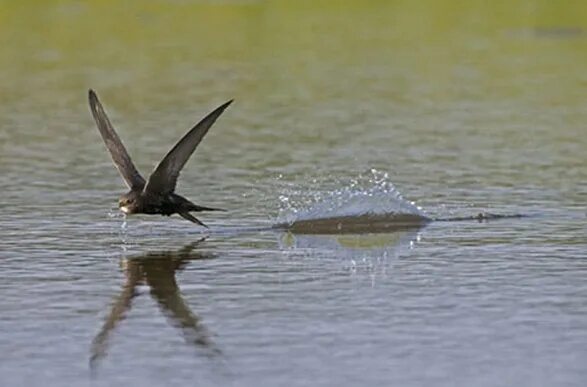 Стрижи летают над водой. Стриж питается. Интересные факты о стрижах. Птицы рекордсмены презентация. Сообщение о стрижах.