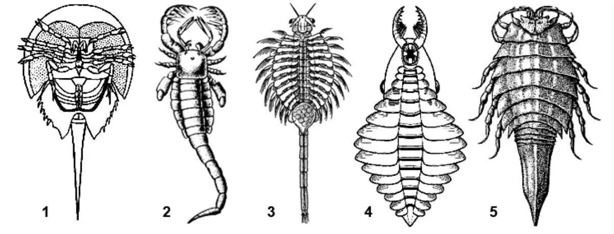 Homoptera Тип превращения. Щетинки на параподиях нервная цепочка у насекомых.