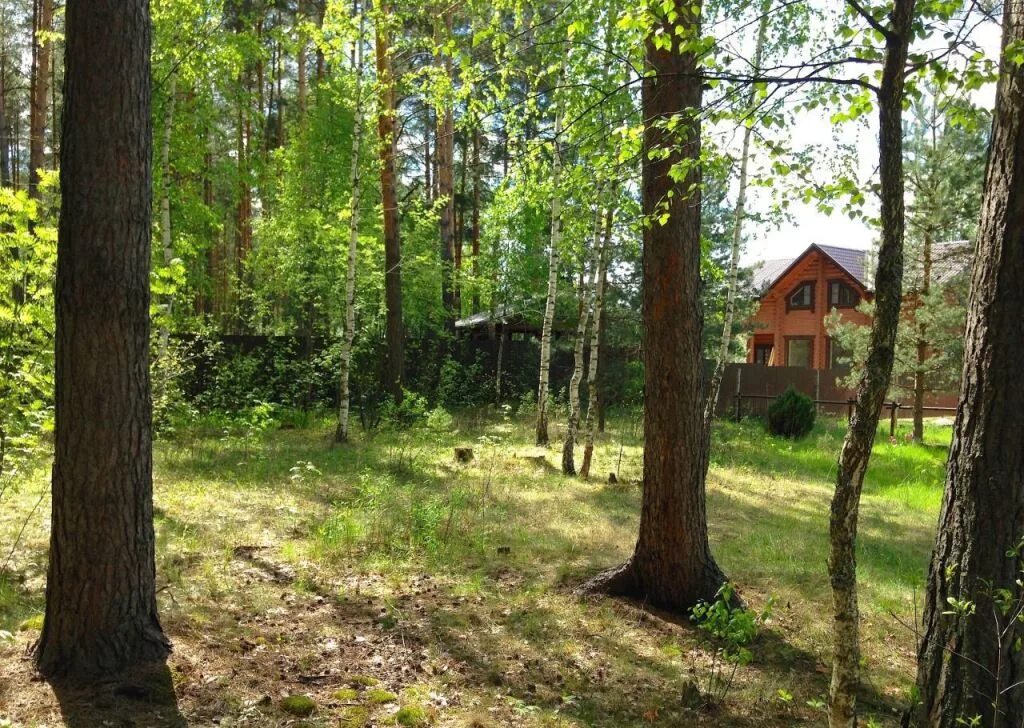 Березовый лес участки. Березовая роща сергиев посад. Лесокультурные ландшафты. Березовый лес участки. Березовый лес участки.