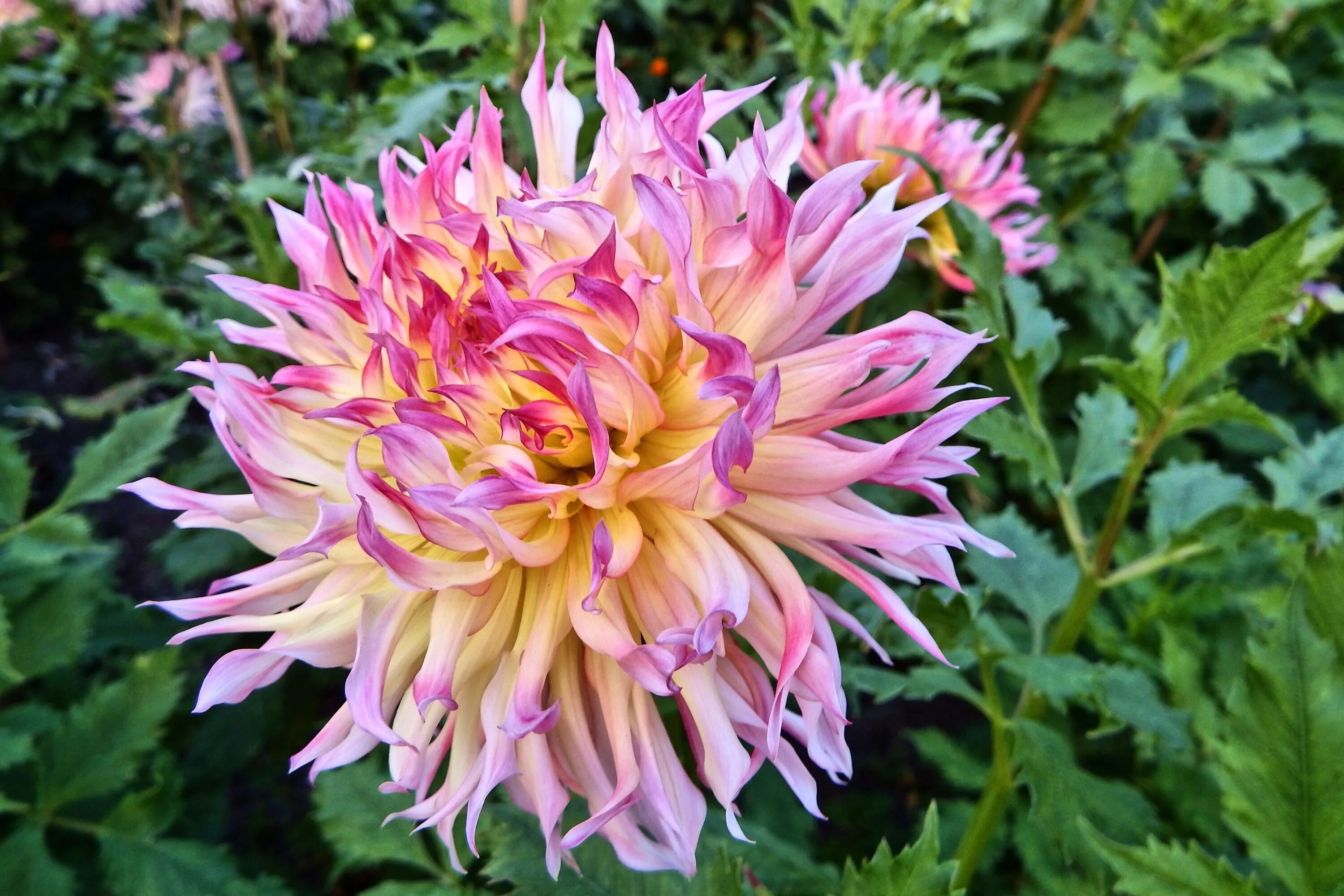 Pin by Mona Moni on Dahlia Beautiful flowers garden, Flower farm, Dahlia flower