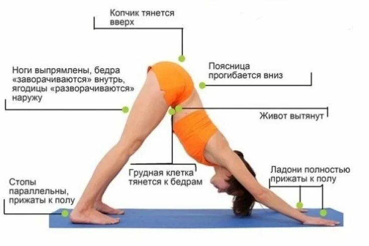 Правильное расположение копчика у женщин Рентген копчика показания, подготовка и проведение