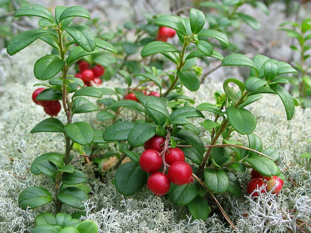 Брусника (vaccinium vitis-idaea). Тотьма лес брусника. Брусника атлас. Брусника по сибирски. Сибирская ягода земляника протертая с сахаром 280.