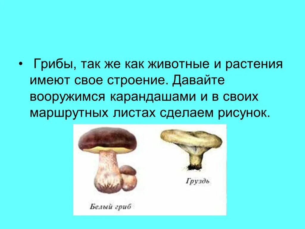 Грибы как и животные имеют. Грибы как растения и животные. Грибы и растения имеют. Грибы как и растения имеют.