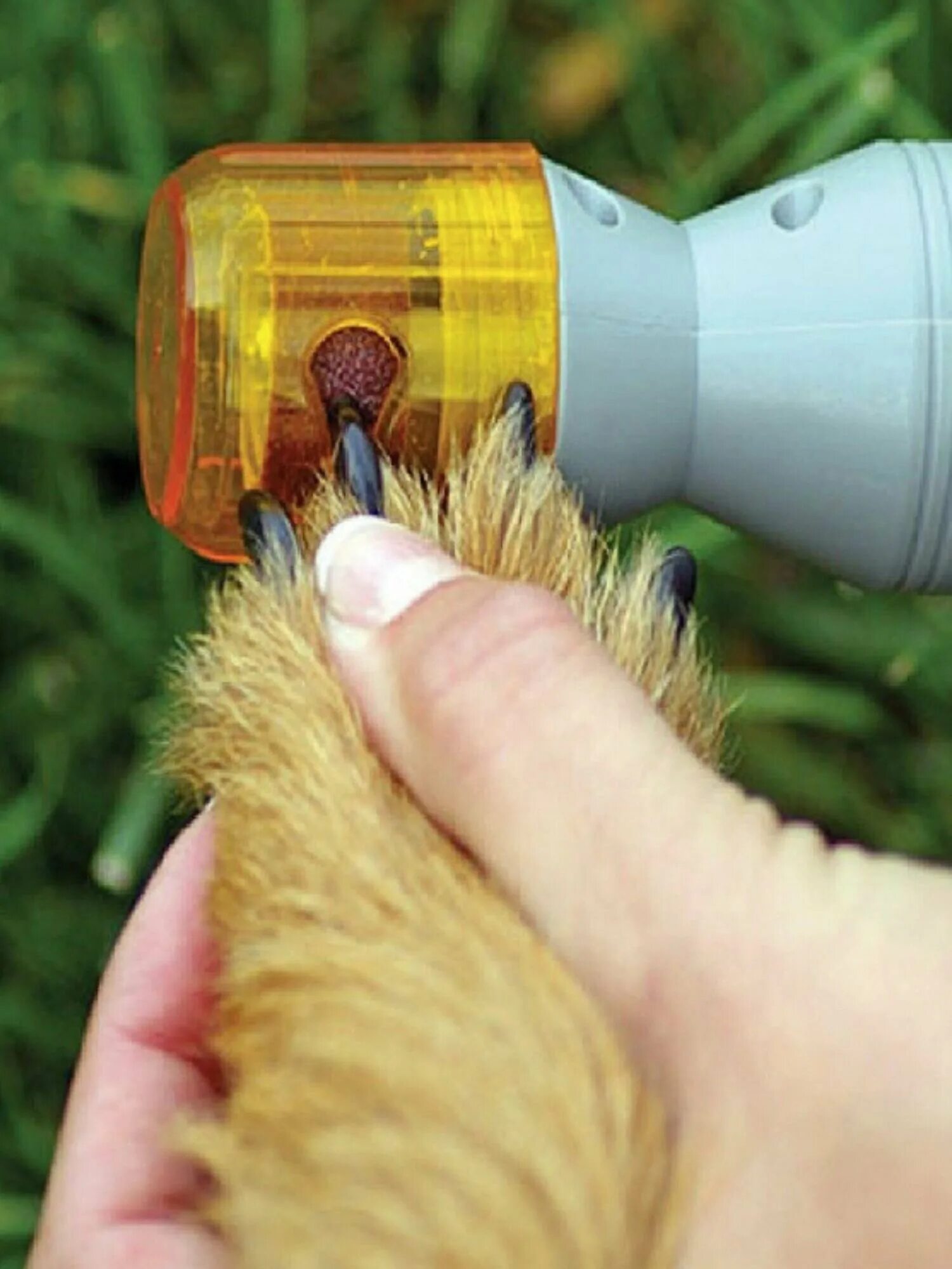 Гриндер для собак как пользоваться видео. Rechargeable pet nail grinder (usb). Подпиливание когтей у собак аппарат. Триммер /гриндер для животных. Pet nail grinder для стрижки.
