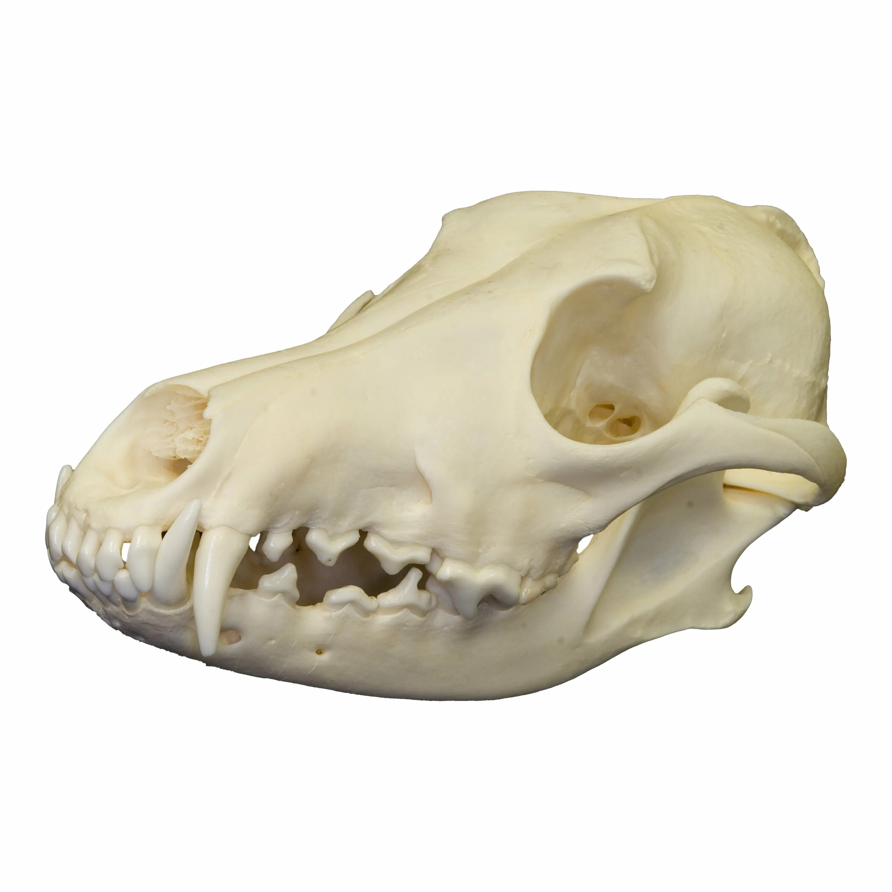 Сравните череп ящерицы и череп собаки