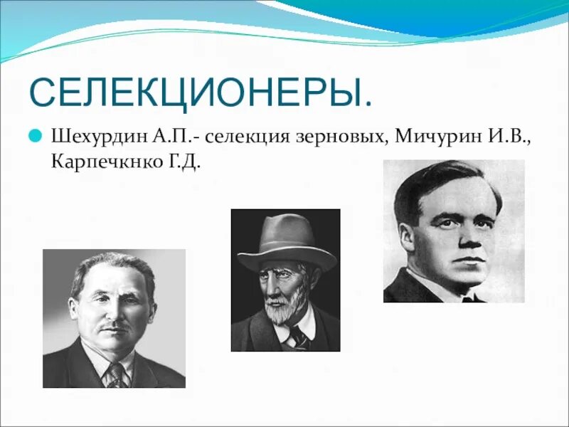 Вклад ученых в развитие селекции. Вавилов достижения в селекции. Ученые которые внесли вклад в развитие селекции. Георгий дмитриевич карпеченко селекция. Вклад н и вавилова в развитие селекции.