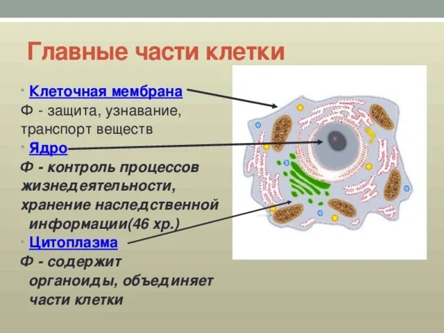 Составная часть клетки функции. Основные составляющие части клеток. Основные части клетки ядро цитоплазма клеточная мембрана. Основные части клетки: ядро, цитоплазма, мембрана .. Основные составные части клетки.