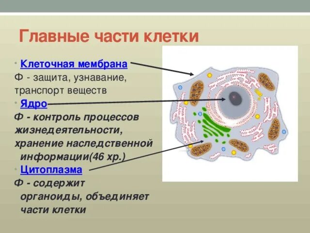 Главные части живой. Основные составляющие части клеток. Основные части клетки ядро цитоплазма клеточная мембрана. Основные части клетки: ядро, цитоплазма, мембрана .. Основные составные части клетки.