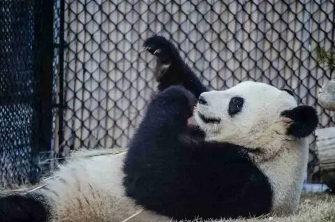 States panda