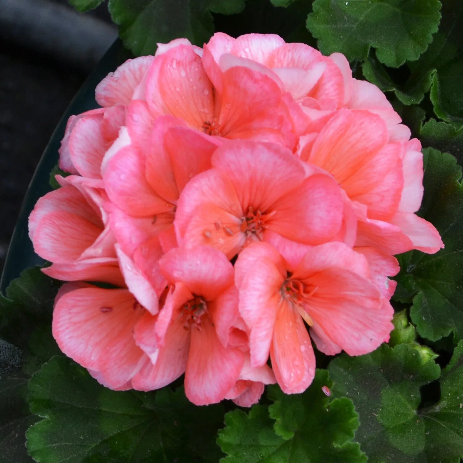 Герань пинк. Пеларгония Petrei Oregon. Пеларгония Petrei Edita. Пеларгония Petrei Aira. Pink Geranium пеларгония.