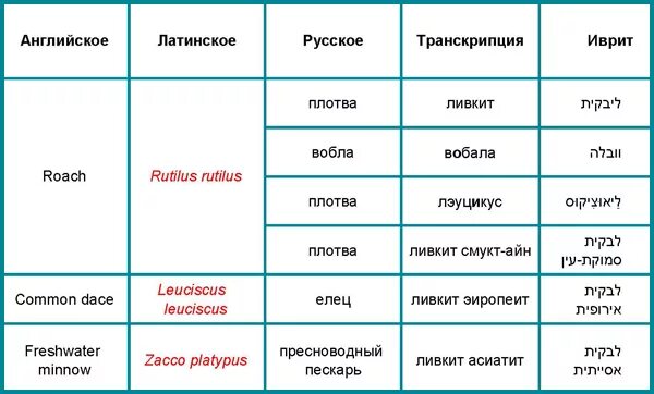 названия морских обитателей на английском. рыба на английском с транскрипцией. рыба транскрипция. рыба по английскому. рыба транскрипция.
