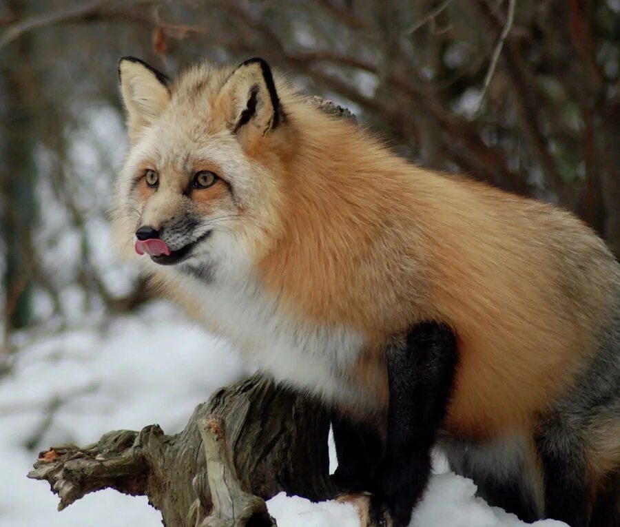 Голодная лиса. Жадная лиса. Фото голодной лисы. Hungry Fox модель.