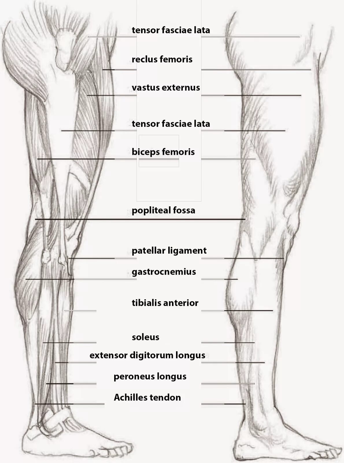 Leg side. Икроножная и камбаловидная мышцы анатомия. muscles of leg side view. upper leg. side legs.