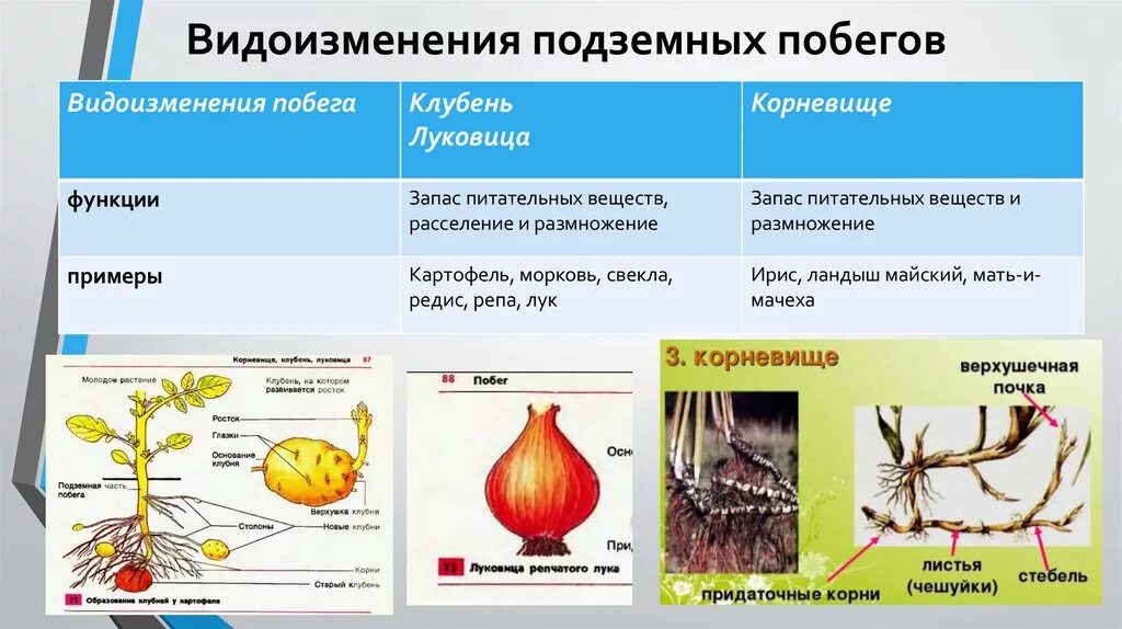 Биология видоизменения подземных побегов таблица. Корневище клубень луковица видоизмененные побеги. Строение видоизмененных побегов корневище. Клубень подземный побег строение. Клубень какой вегетативный орган