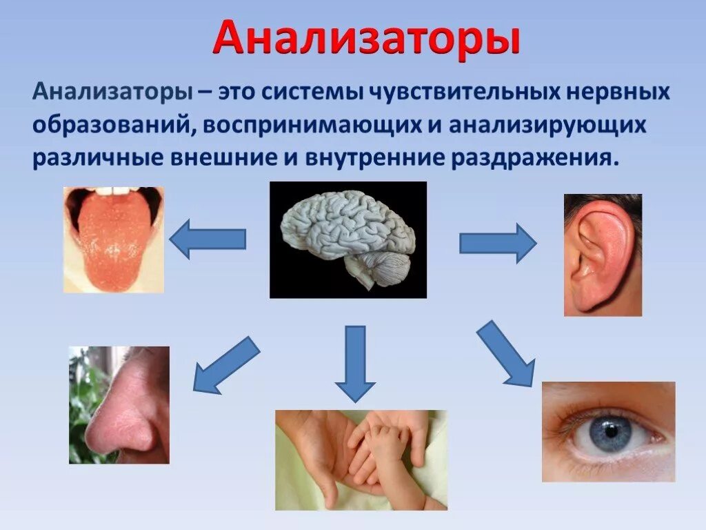 Органы чувств человека биология