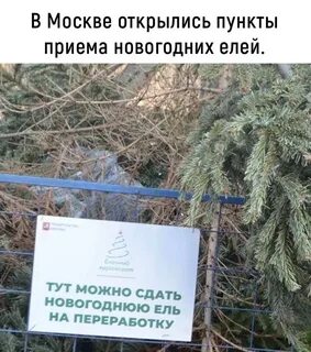Сдать елку