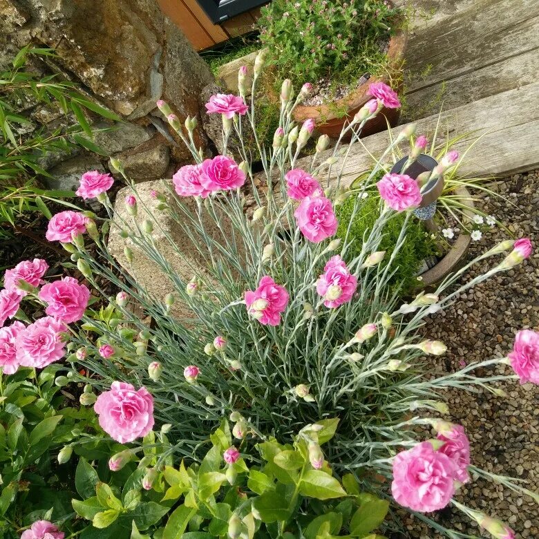 Саженцы гвоздики. Dianthus Armeria. Гвоздика Баэнигна. Dianthus plumarius. Гвоздика Devon Cottage Wizard.