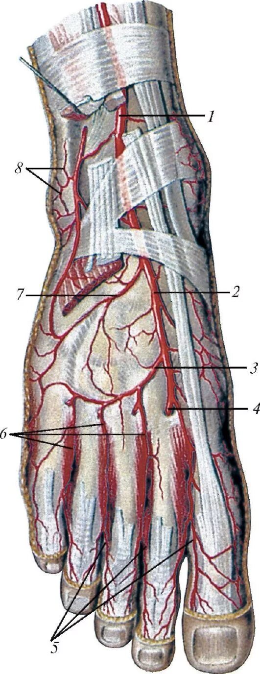 Артерия тыла стопы анатомия. Ветви тыльной артерии стопы. Тыльная артерия стопы анатомия. Тыльная плюсневая артерия стопы. Основные артерии стопы