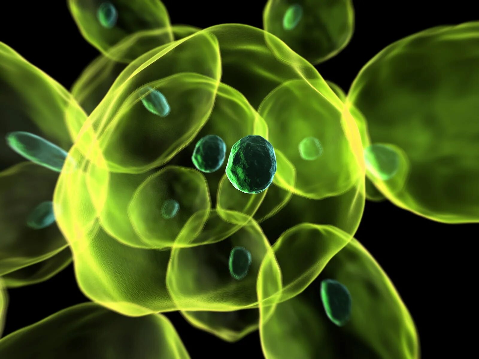 J stem cell