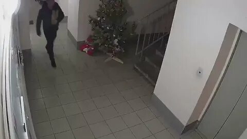 Кража ели