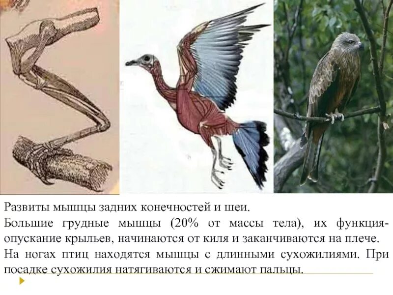 Каковы особенности мускулатуры птиц. Мускулатура птиц. Мускулатура конечностей птиц. Задние конечности птиц. Мышечная система птиц.