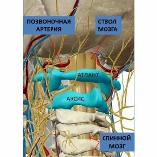 Атлант в теле человека