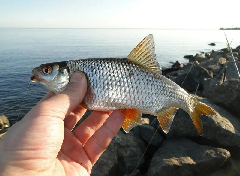 Речные рыбы для детей. Плотва, лещ, карась, ерш, окунь, щука, ротан. Плотва и ерши. Плотва и ерши. Плотва и ерши.