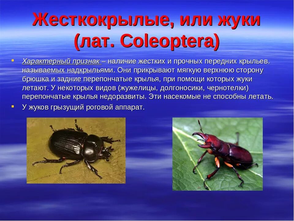 Для жука характерно развитие. Характеристика отряда жесткокрылые жуки. Отряд Жуков строение. Многообразие жесткокрылых Жуков. Отряд жесткокрылые 7 класс биология.