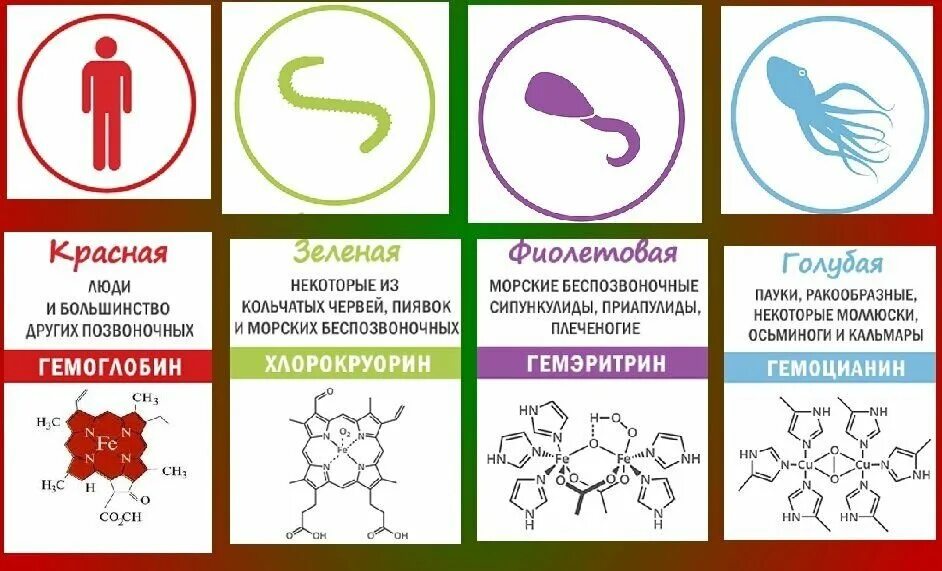 Ярко красный цвет крови является признаком. Цвет крови у разных животных. Цвет крови. Какого цвета кровь у животных. Гемоцианин.