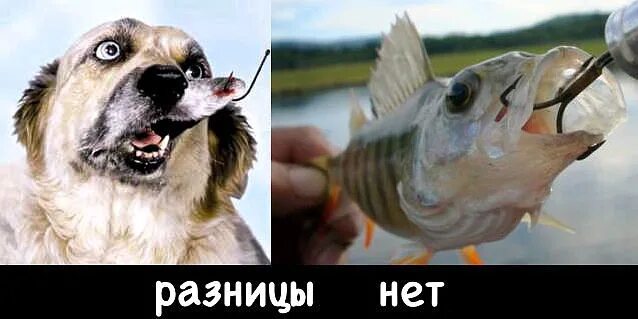 органы органов чувств у рыб. надкласс рыбы 7 класс биология. рыбы чувствуют. органы обоняния у рыб. как слышат рыбы.