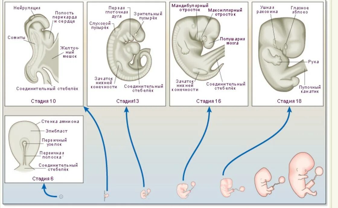 На какой неделе формируется. Сроки развития плода по неделям. Этапы развития эмбриона по неделям. Периоды развития плода по неделям в картинках. Стадии формирования плода.