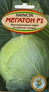 Описание и характеристика капусты мегатон