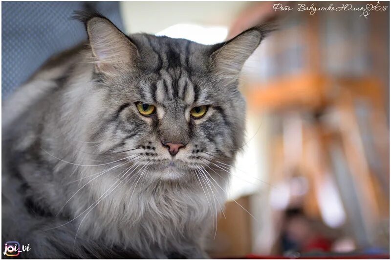 чистая кожа таблетки для кошек показания. сибирский кот баюн. кот баюн какая порода. кот баюн, таблетки. порода кошек баюн.