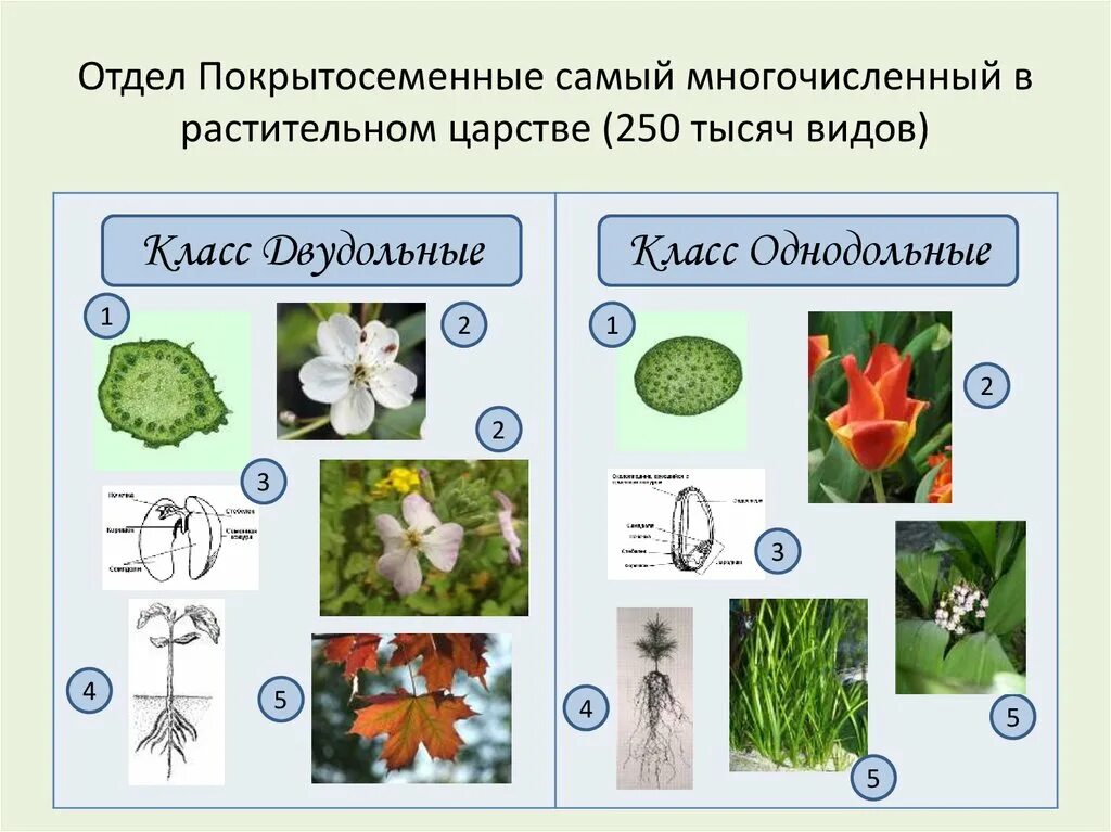 Биология 7 класс контрольная работа покрытосеменные растения. Отдел Покрытосеменные представители. Царство Покрытосеменные. Фукус Покрытосеменные или Папоротникообразные. Представители покрытосеменных.