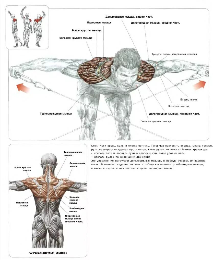 Какие упражнения для развития мышц. Упражнения для накачивания плечевых мышц. Упражнения на дельтовидные мышцы в тренажерном зале. Упражнения для прокачки мышц плеча. Упражнения для дельтовидных мышц на блоках.