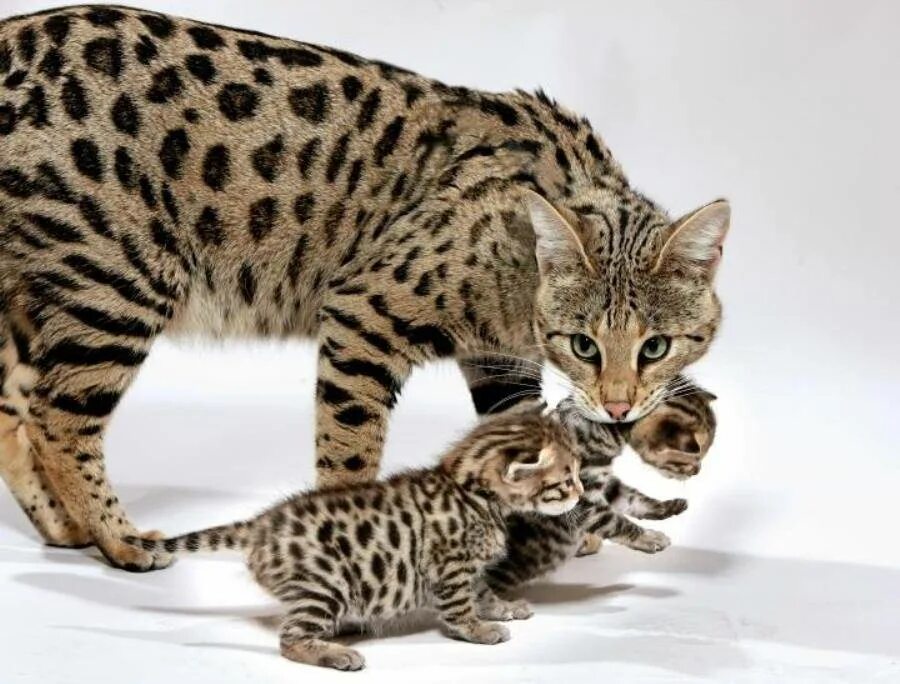Названия крупных кошек. Сервал Ашера Саванна. Ашера (кошка). Саванна Ашера кошка. Мейн кун Ашера.
