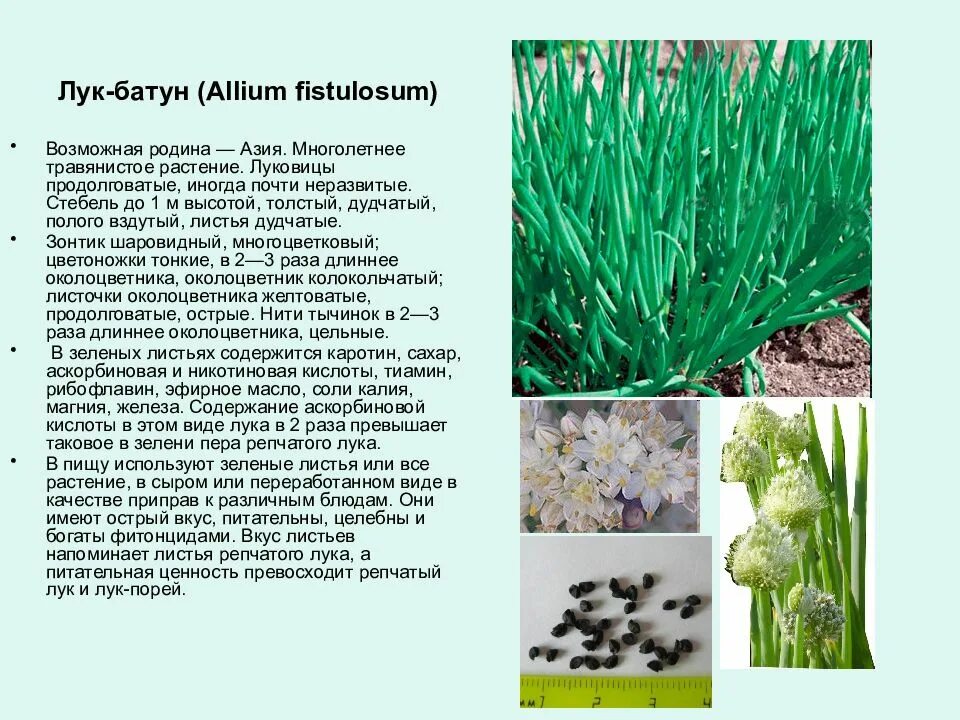 Представители луковых