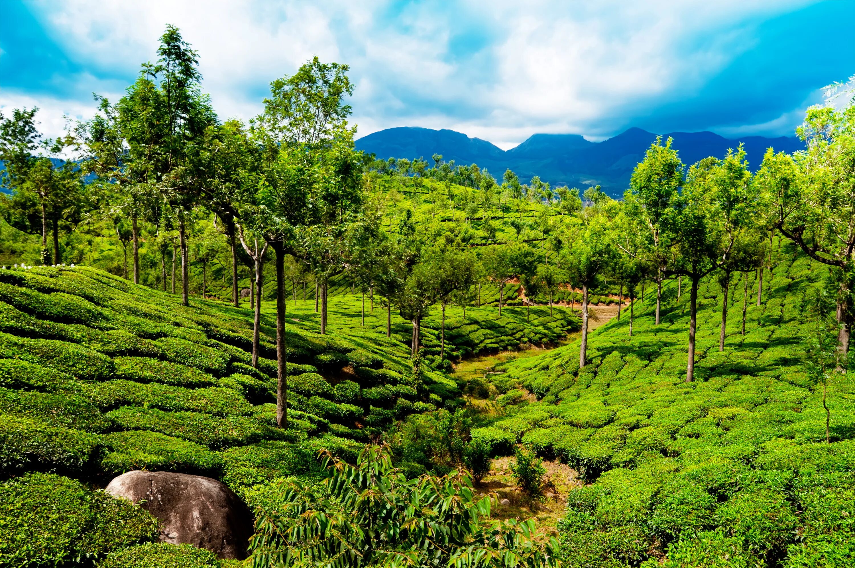 La natural. Муннар Керала Индия. Керала чайные плантации. Ландшафт Индии. Плантации эвкалипта в Бразилии.
