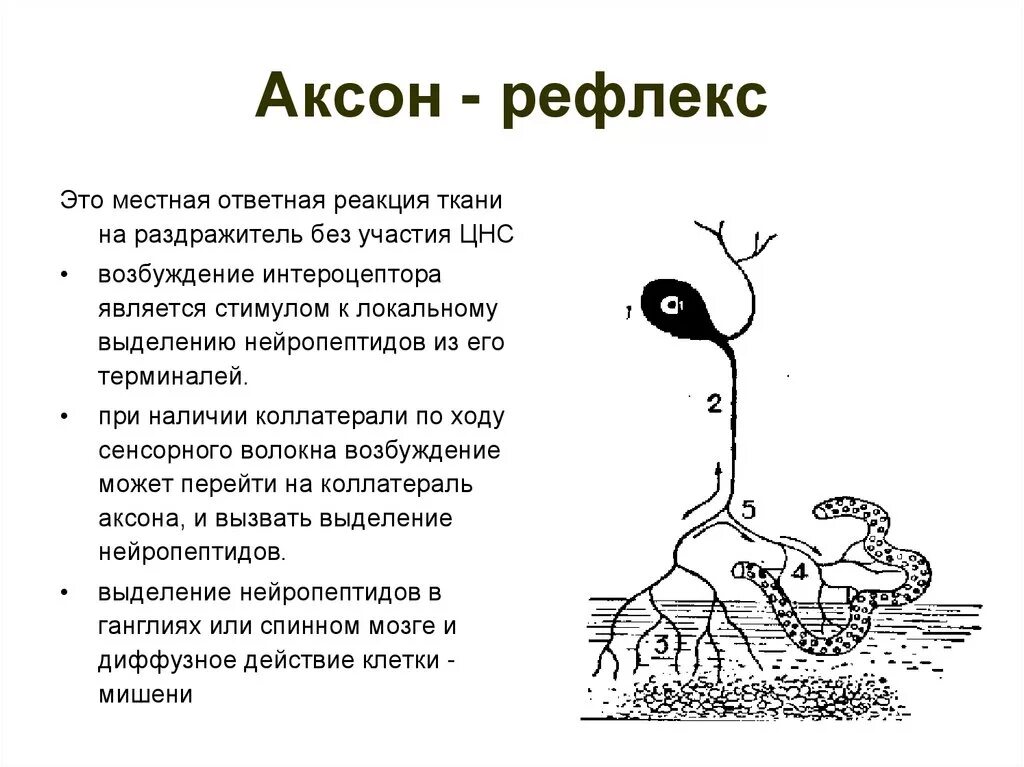 Аксон рефлекс. Аксонный рефлекс. Понятие об Аксон рефлексе физиология. Аксонный рефлекс физиология. Аксон рефлекс физиология.