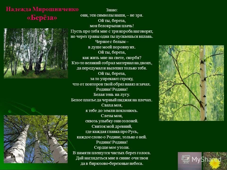 Ах ты береза. Ты береза ты моя кудрява. Ах ты белая береза. Песня родина пусть кричат