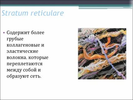 Волокна коллагеновые эластические и ретикулярные